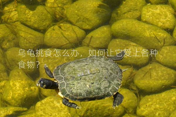 乌龟挑食怎么办，如何让它爱上各种食物？