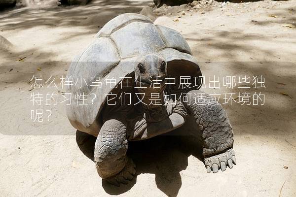 怎么样小乌龟在生活中展现出哪些独特的习性？它们又是如何适应环境的呢？
