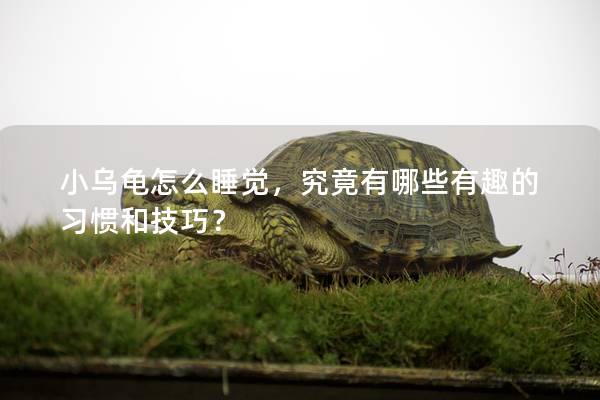 小乌龟怎么睡觉，究竟有哪些有趣的习惯和技巧？