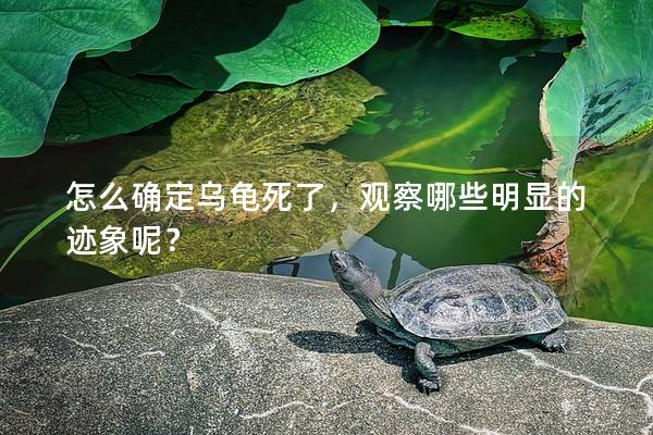 怎么确定乌龟死了，观察哪些明显的迹象呢？