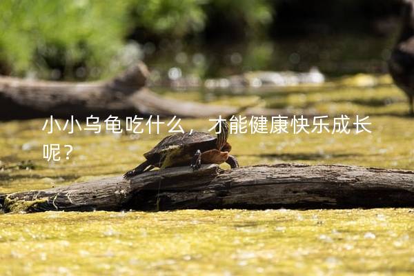 小小乌龟吃什么，才能健康快乐成长呢？