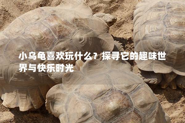 小乌龟喜欢玩什么？探寻它的趣味世界与快乐时光