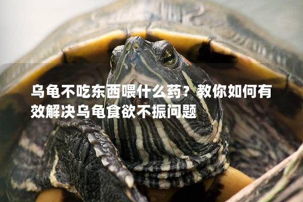 乌龟不吃东西喂什么药？教你如何有效解决乌龟食欲不振问题