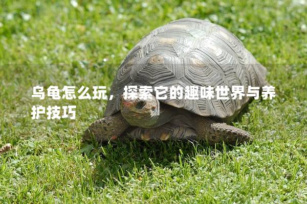 乌龟怎么玩，探索它的趣味世界与养护技巧