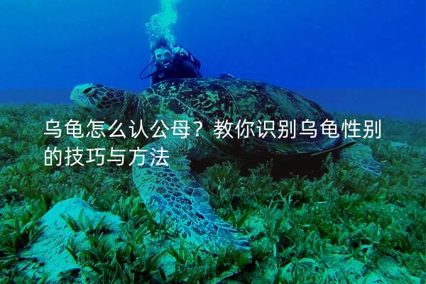 乌龟怎么认公母？教你识别乌龟性别的技巧与方法