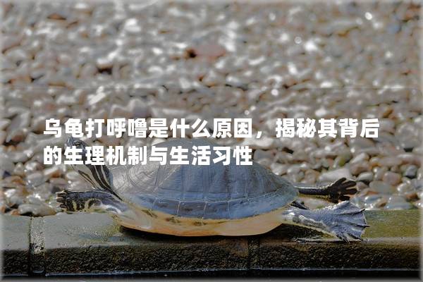 乌龟打呼噜是什么原因，揭秘其背后的生理机制与生活习性