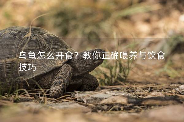 乌龟怎么开食？教你正确喂养与饮食技巧