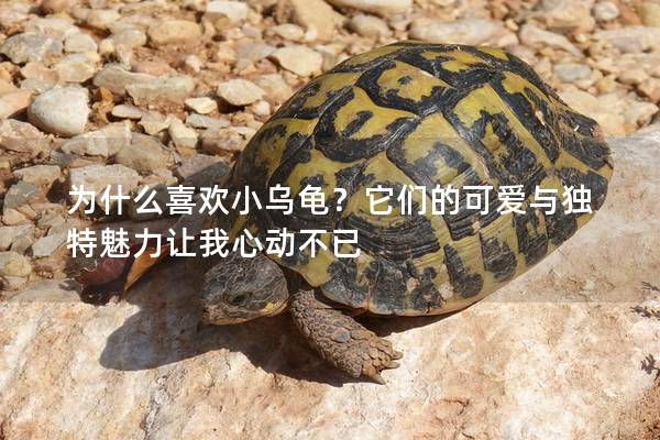 为什么喜欢小乌龟？它们的可爱与独特魅力让我心动不已