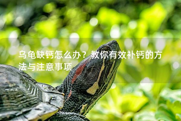 乌龟缺钙怎么办？教你有效补钙的方法与注意事项