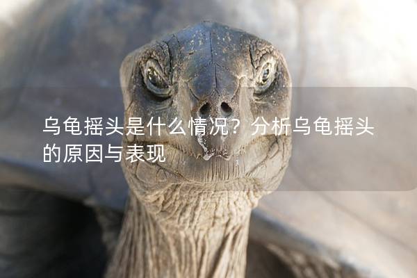 乌龟摇头是什么情况？分析乌龟摇头的原因与表现