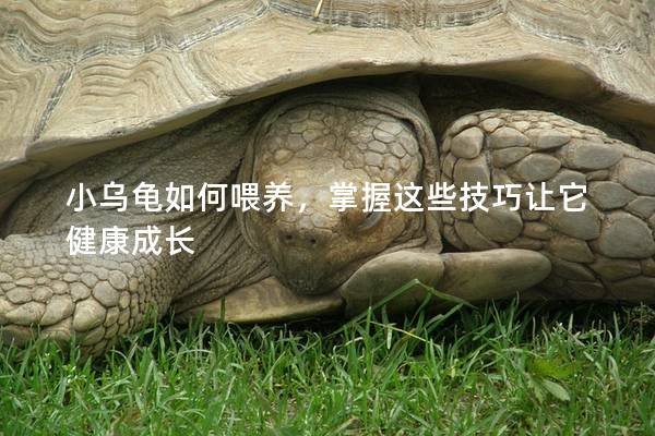 小乌龟如何喂养，掌握这些技巧让它健康成长
