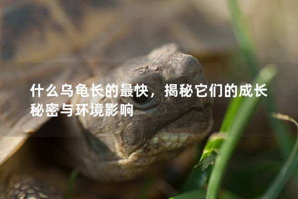 什么乌龟长的最快，揭秘它们的成长秘密与环境影响