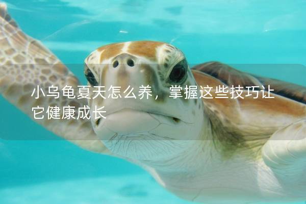 小乌龟夏天怎么养，掌握这些技巧让它健康成长