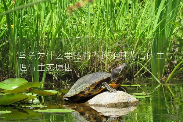 乌龟为什么要晒背？探秘其背后的生理与生态原因