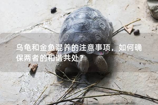 乌龟和金鱼混养的注意事项，如何确保两者的和谐共处？
