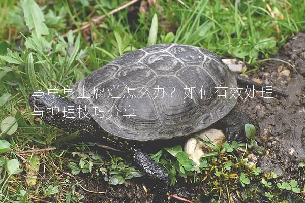 乌龟身上腐烂怎么办？如何有效处理与护理技巧分享