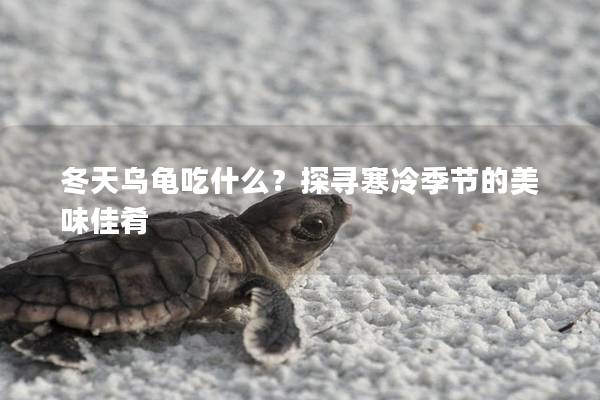 冬天乌龟吃什么？探寻寒冷季节的美味佳肴