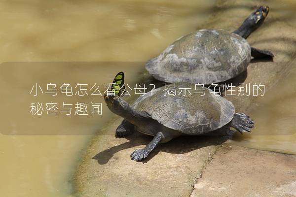 小乌龟怎么看公母？揭示乌龟性别的秘密与趣闻