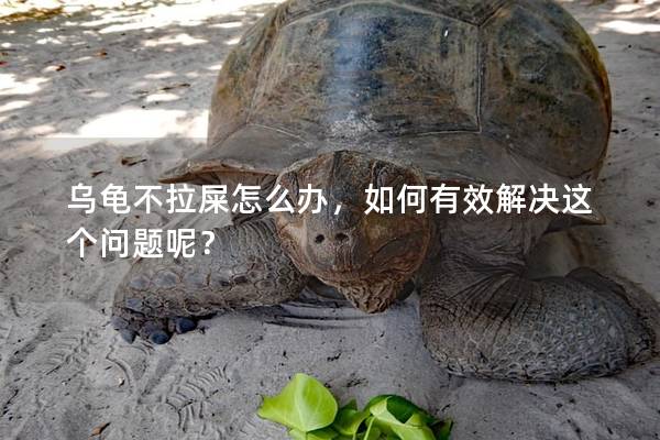 乌龟不拉屎怎么办，如何有效解决这个问题呢？
