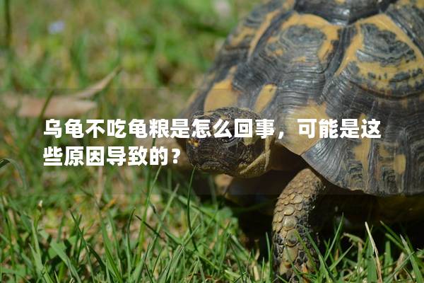 乌龟不吃龟粮是怎么回事，可能是这些原因导致的？