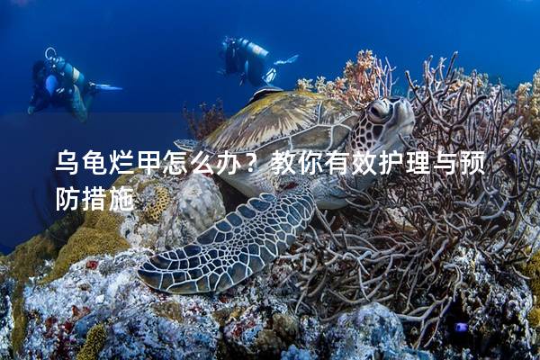 乌龟烂甲怎么办？教你有效护理与预防措施