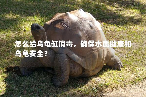 怎么给乌龟缸消毒，确保水质健康和乌龟安全？