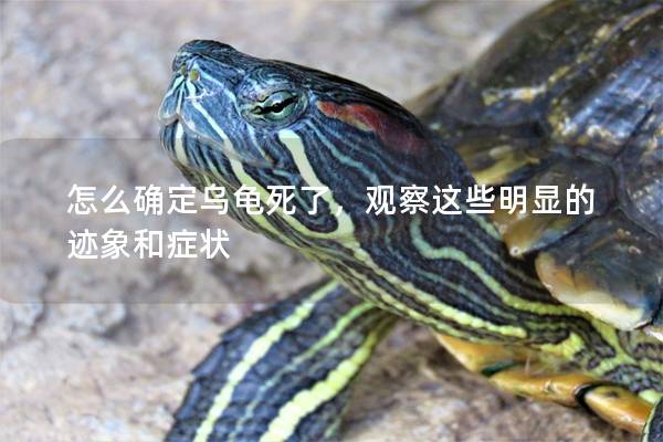 怎么确定乌龟死了，观察这些明显的迹象和症状