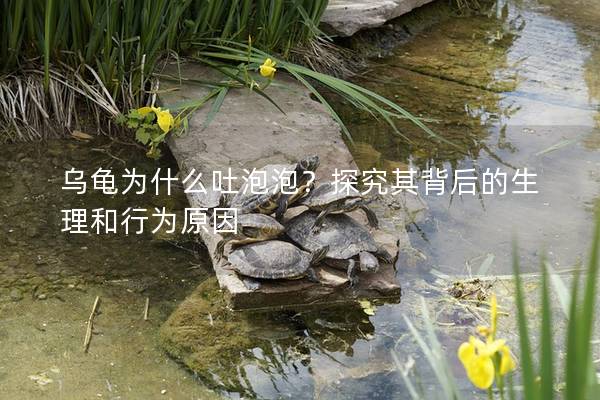 乌龟为什么吐泡泡？探究其背后的生理和行为原因