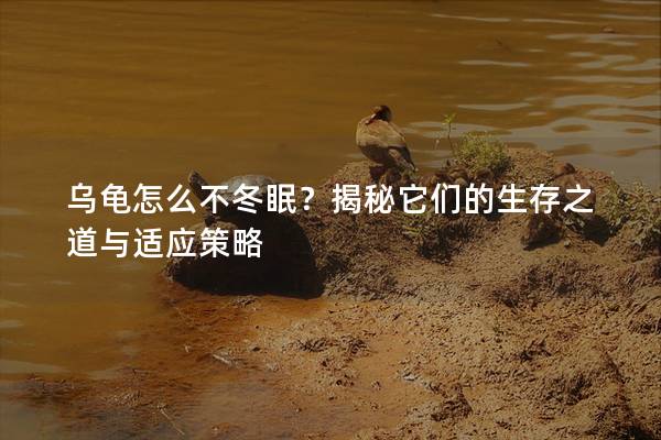 乌龟怎么不冬眠？揭秘它们的生存之道与适应策略