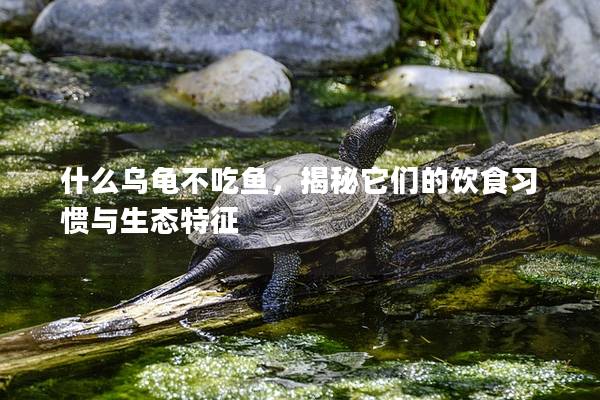 什么乌龟不吃鱼，揭秘它们的饮食习惯与生态特征
