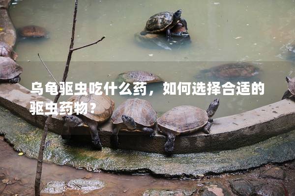 乌龟驱虫吃什么药，如何选择合适的驱虫药物？