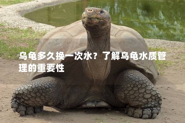 乌龟多久换一次水？了解乌龟水质管理的重要性