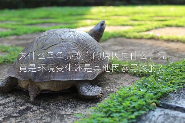 为什么乌龟壳变白的原因是什么，究竟是环境变化还是其他因素导致的？