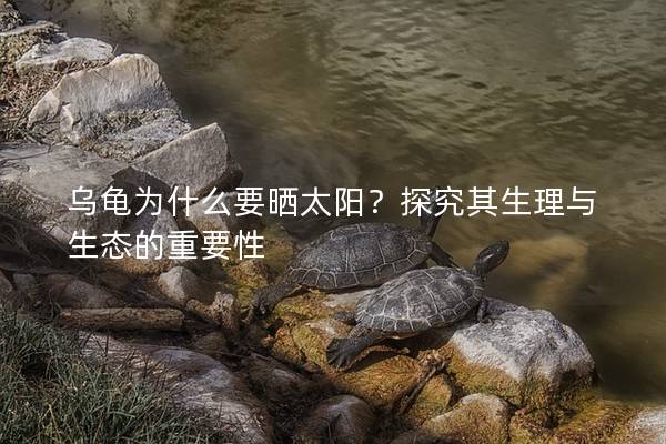 乌龟为什么要晒太阳？探究其生理与生态的重要性