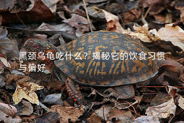 黑颈乌龟吃什么？揭秘它的饮食习惯与偏好