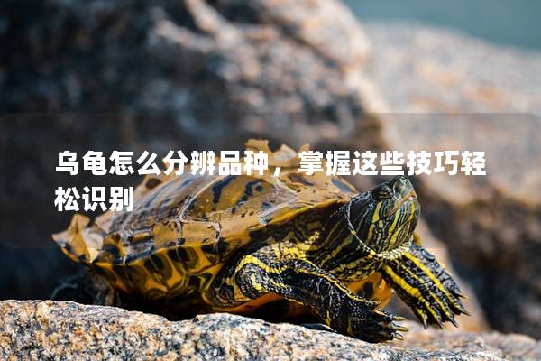 乌龟怎么分辨品种，掌握这些技巧轻松识别