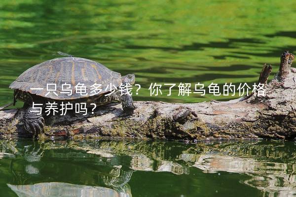 一只乌龟多少钱？你了解乌龟的价格与养护吗？