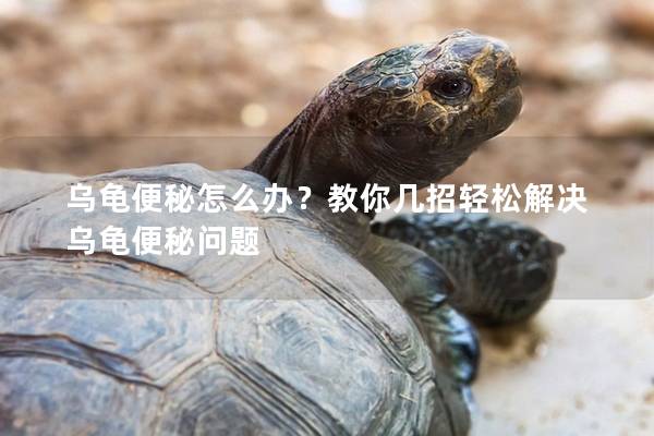 乌龟便秘怎么办？教你几招轻松解决乌龟便秘问题
