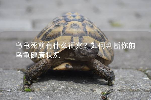 乌龟死前有什么征兆？如何判断你的乌龟健康状况
