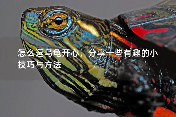 怎么逗乌龟开心，分享一些有趣的小技巧与方法