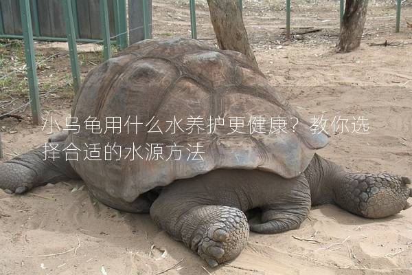 小乌龟用什么水养护更健康？教你选择合适的水源方法