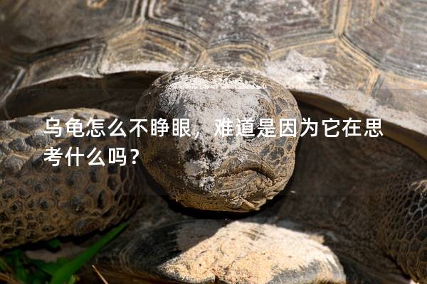 乌龟怎么不睁眼，难道是因为它在思考什么吗？