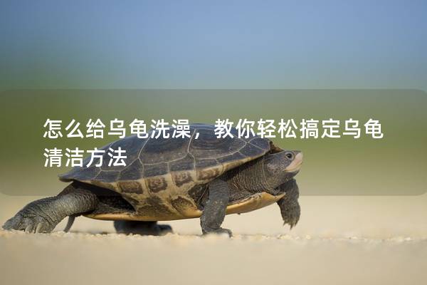 怎么给乌龟洗澡，教你轻松搞定乌龟清洁方法