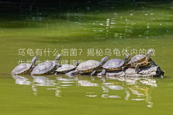 乌龟有什么细菌？揭秘乌龟体内的微生物生态与健康影响