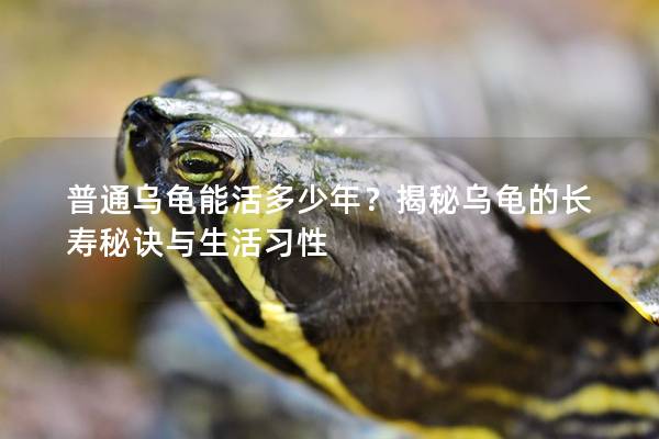 普通乌龟能活多少年？揭秘乌龟的长寿秘诀与生活习性