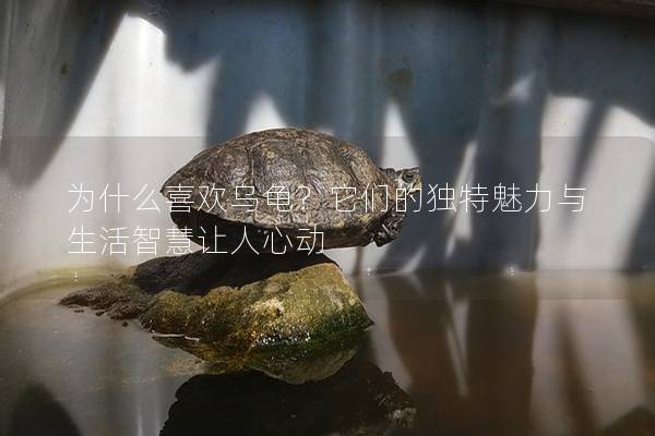 为什么喜欢乌龟？它们的独特魅力与生活智慧让人心动