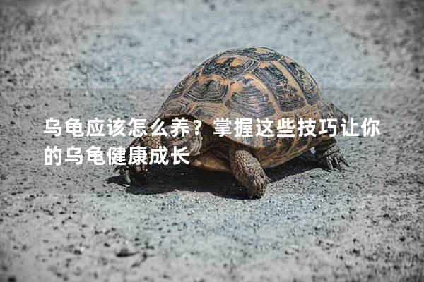 乌龟应该怎么养？掌握这些技巧让你的乌龟健康成长