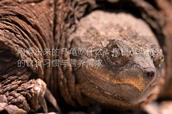 刚孵出来的乌龟吃什么？揭秘小乌龟的饮食习惯与营养需求