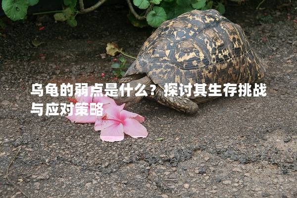 乌龟的弱点是什么？探讨其生存挑战与应对策略