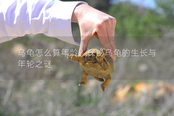 乌龟怎么算年龄？探秘乌龟的生长与年轮之谜
